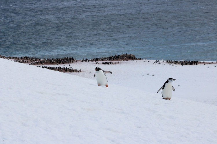Gentoo and chinstrap penguin in snow at georges point, antarctica