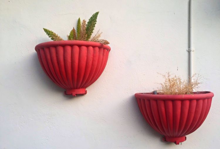 Close-up of potted plant on table
