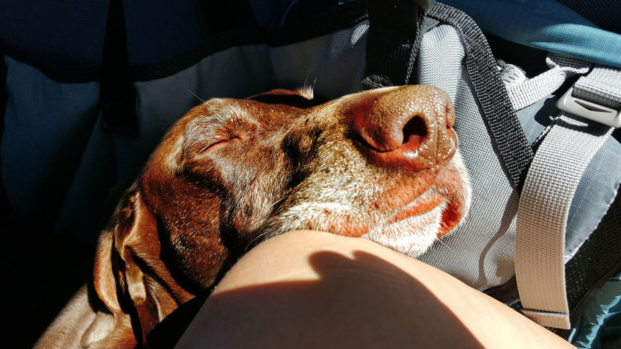 High angle view of german short-haired pointer sleeping on lap