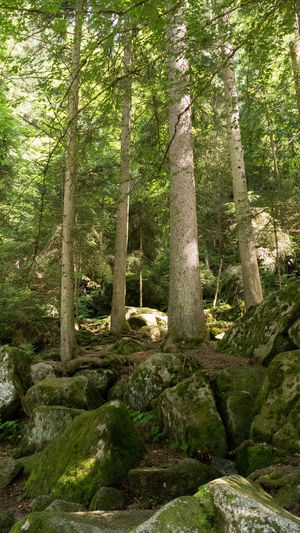 Trees in forest