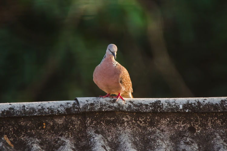 Close-up of bird perching on retaining wall