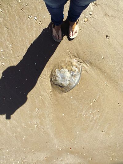 Low section of person standing on sand at beach