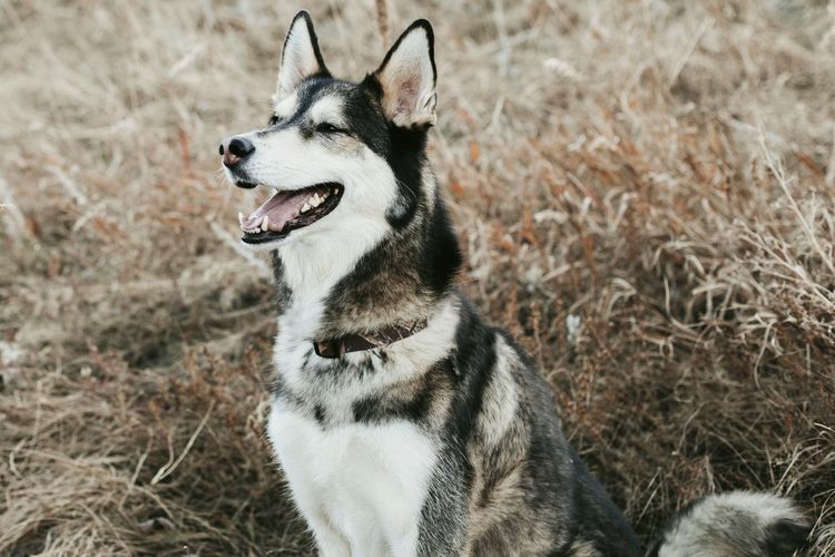 View of a dog looking away