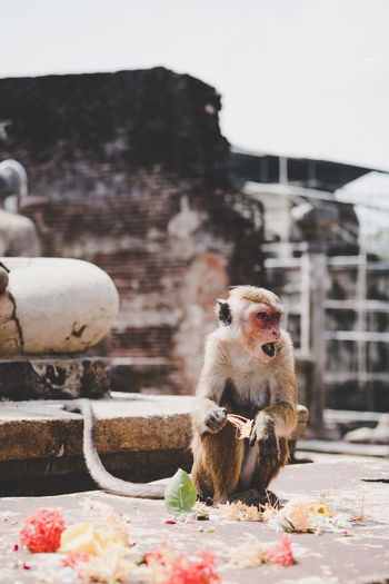 Monkey sitting on a building