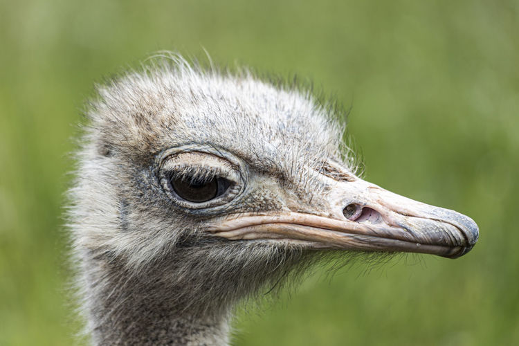Close-up of a bird