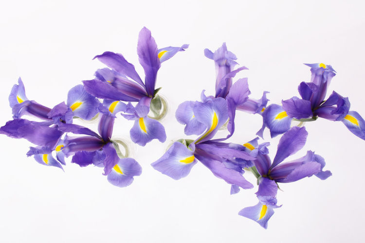 Close-up of fresh purple flowers against white background