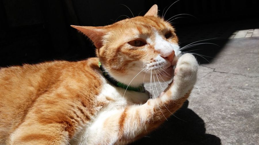 Close-up of ginger cat licking paw while lying on footpath