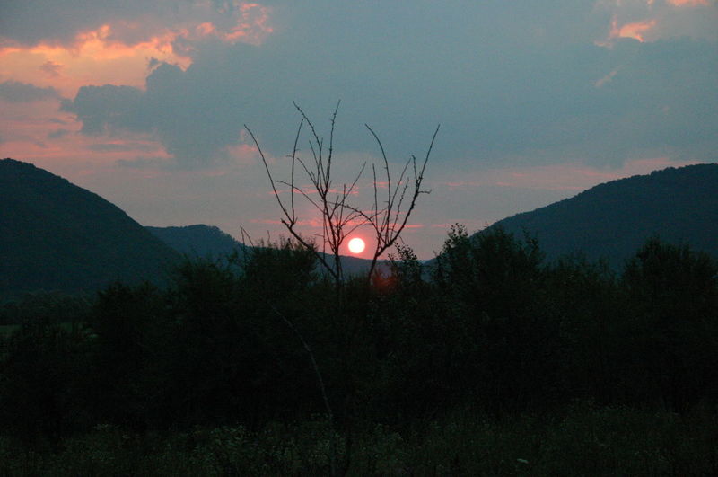 Silhouette trees against sky at sunset