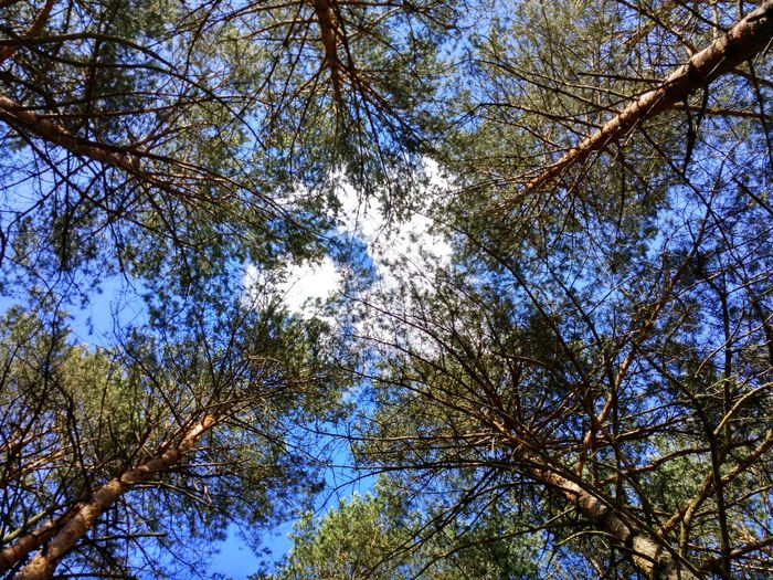 Low angle view of trees against sky
