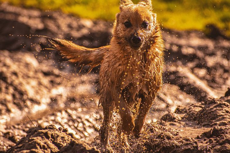 Close-up of wet dog on land