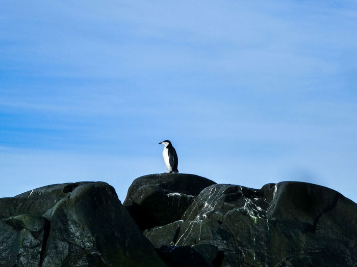 Low angle view of chinstrap penguin  on rock in antarctica
