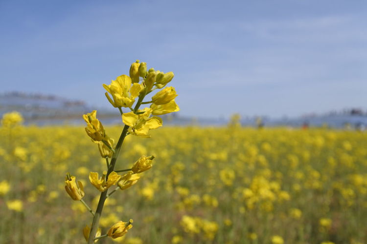 Close-up of fresh yellow flowers in field