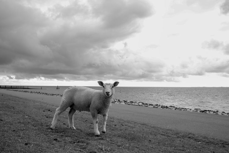 View of sheep on beach