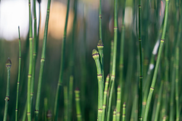 Close-up of horsetail plants