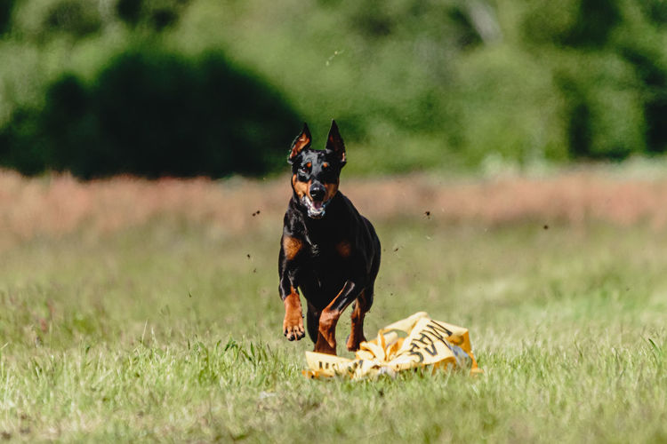 Dobermann dog running fast and chasing lure across green field at dog racing competion