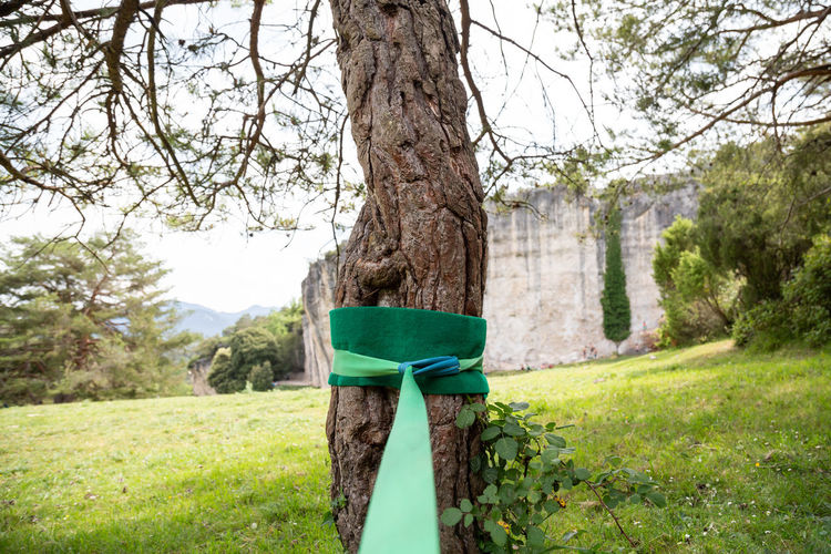 Gazebo on tree trunk in park