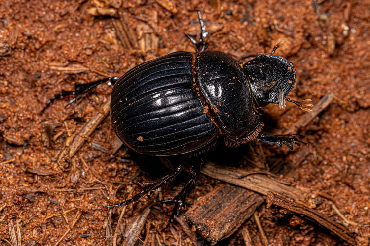Close-up of insect
