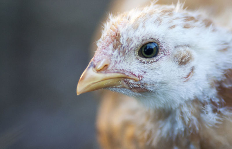 Close-up of baby chicken