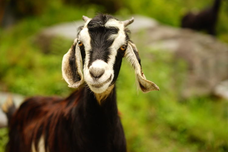 Close-up of goat