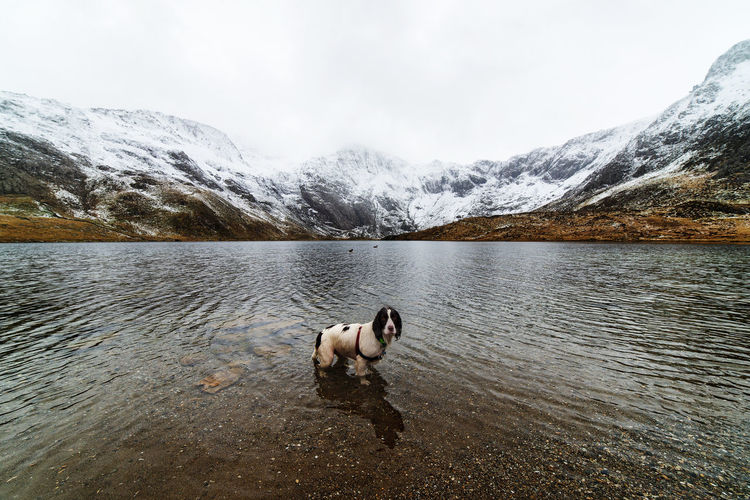 Dog looking at lake