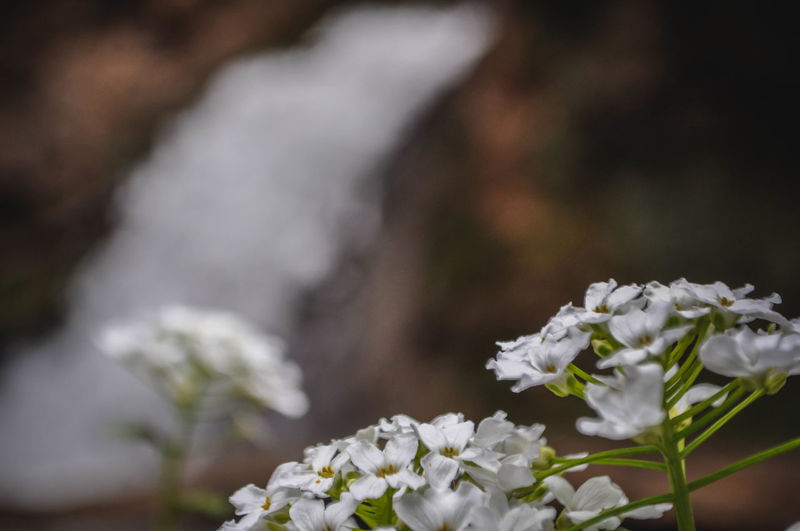 Close-up of white flowering plant