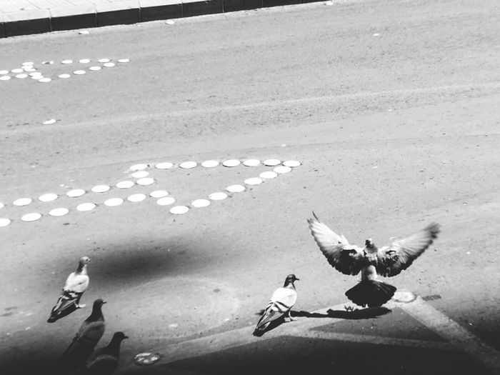 High angle view of birds on street