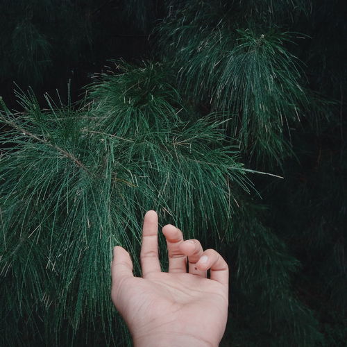 Cropped image of hand reaching branch