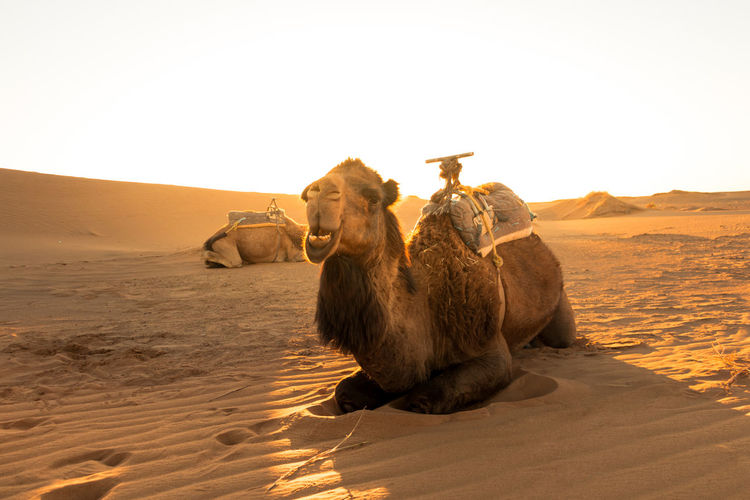 Camel resting at sunrise waiting for tourists for a desert tour