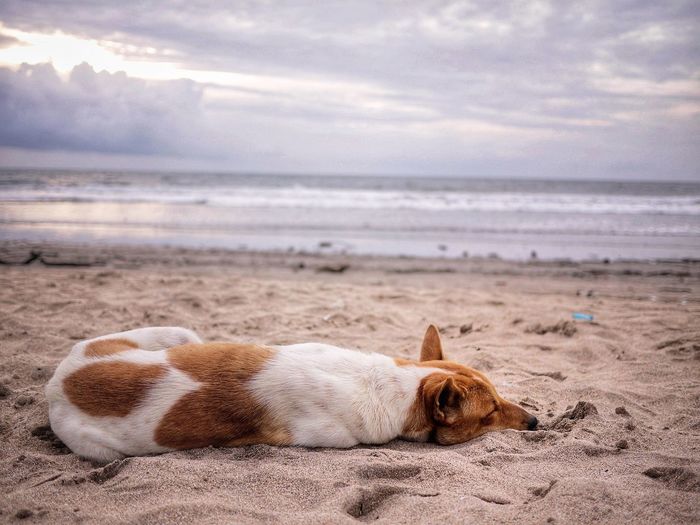 Dog relaxing on sand at beach against sky