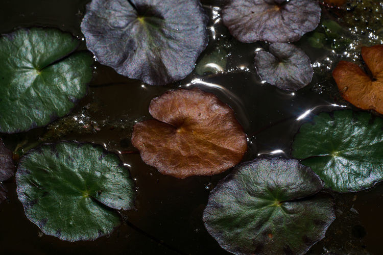 Full frame shot of water drops on leaves
