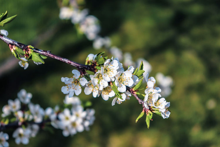 Close-up of cherry blossoms in spring