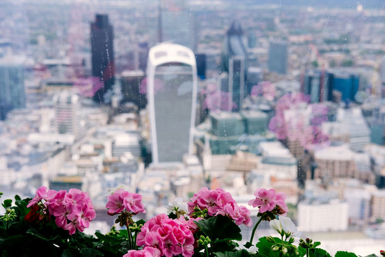 City of london seen from windowsill with flowers