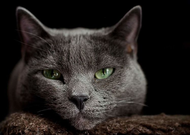 Close-up of portrait of russian blue cat relaxing on rug