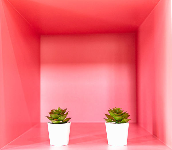 Potted plant against wall