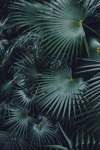 Full frame shot of palm tree