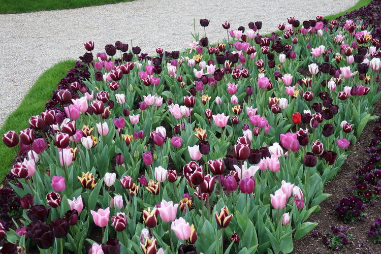 Pink tulip flowers on field