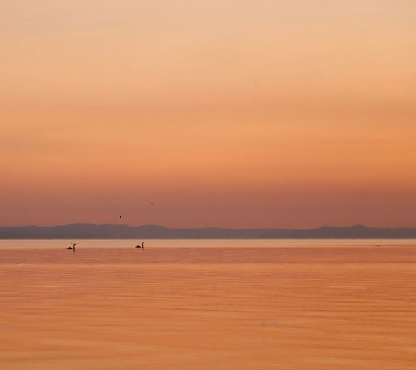 Scenic view of lake against orange sky orange sunset background nature nature scenic swans