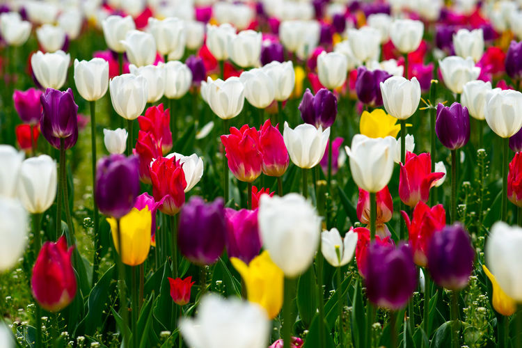 Close-up of multi colored tulips