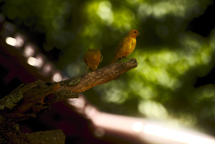 Low angle view of bird perching on tree