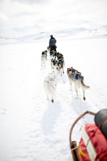 Dogs pulling sleigh  on the move