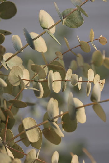 branch