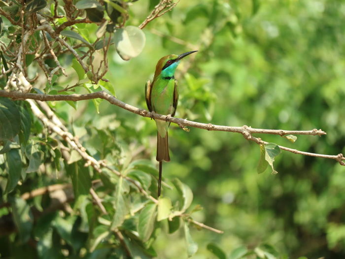 Close-up of bird perching on tree