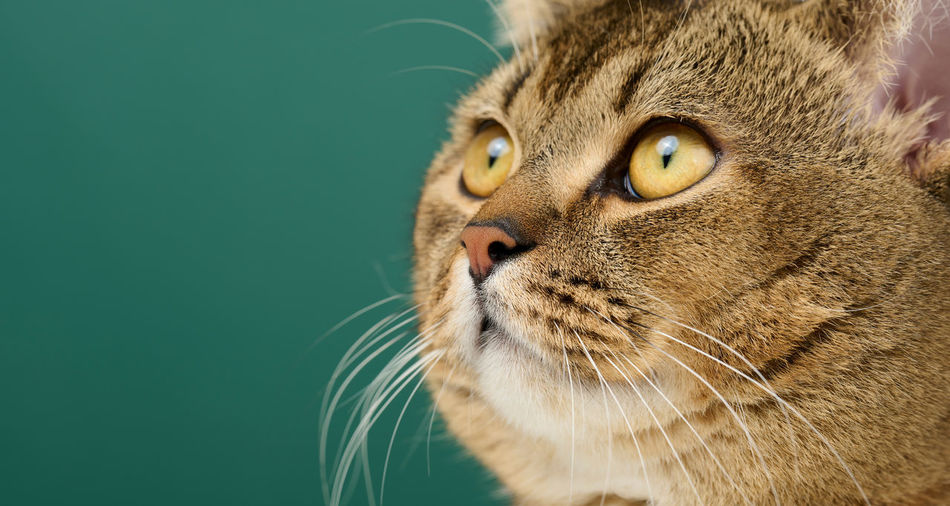Portrait of an adult straight-eared scottish gray cat