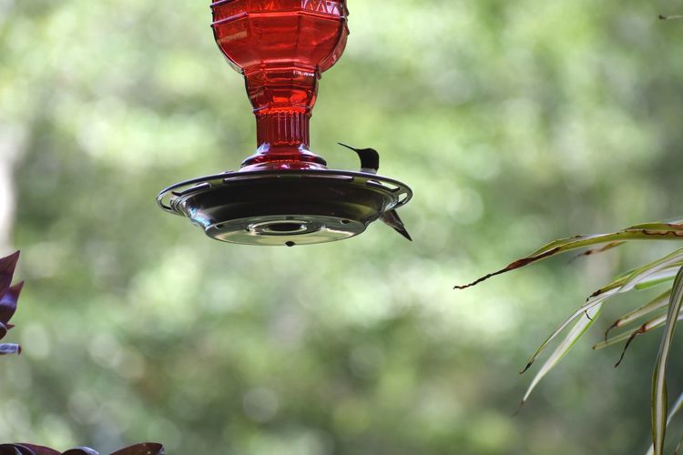 Low angle view of water drop hanging from feeder