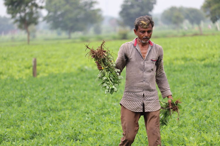 Full length of man standing on field in his hand groundnut crop.