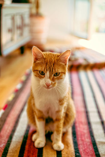 Portrait of cat sitting on carpet