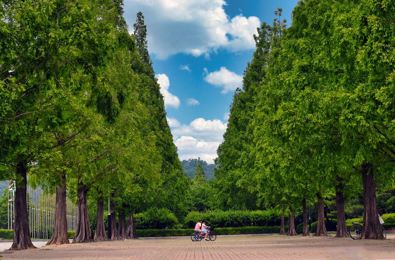 Rear view of people amidst trees against sky