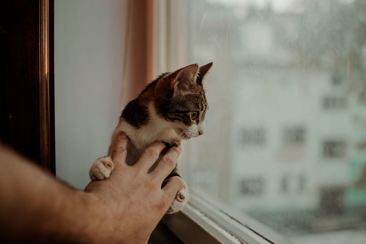 Cropped hand holding cat by window at home