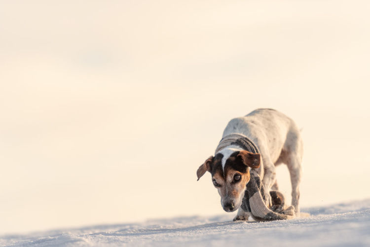 Portrait of a dog in snow