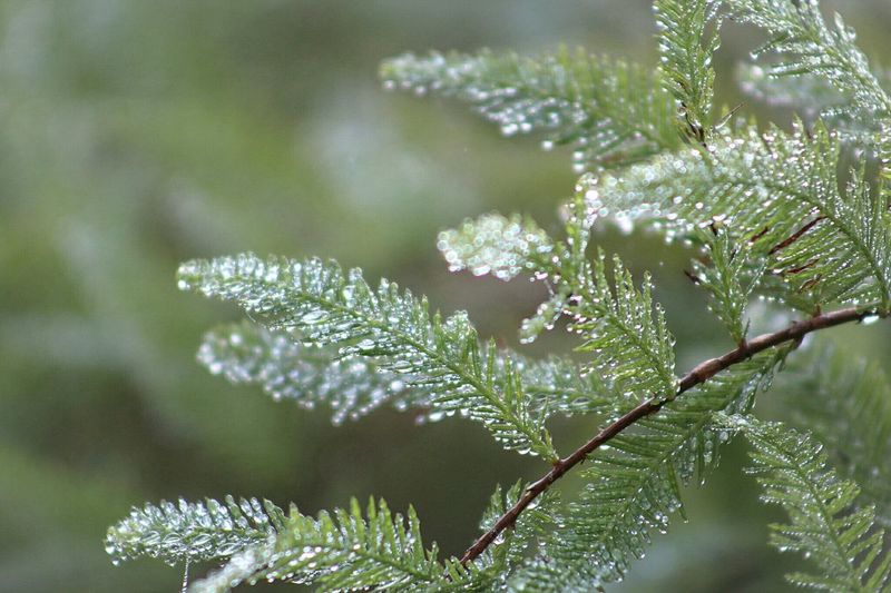 Close-up of wet plant during winter